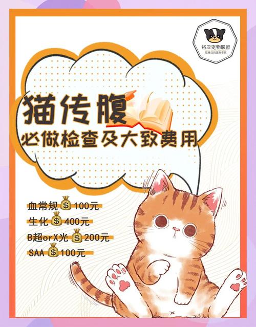 猫咪的检查费用要多少钱?