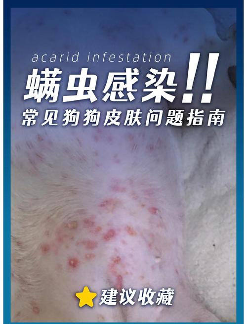 大家都是怎么处理狗狗身上有螨虫的问题呢?