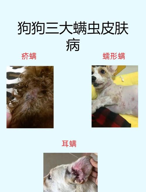 小狗身上有螨虫怎么治