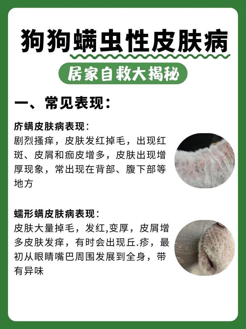狗狗身上的螨虫怎么治