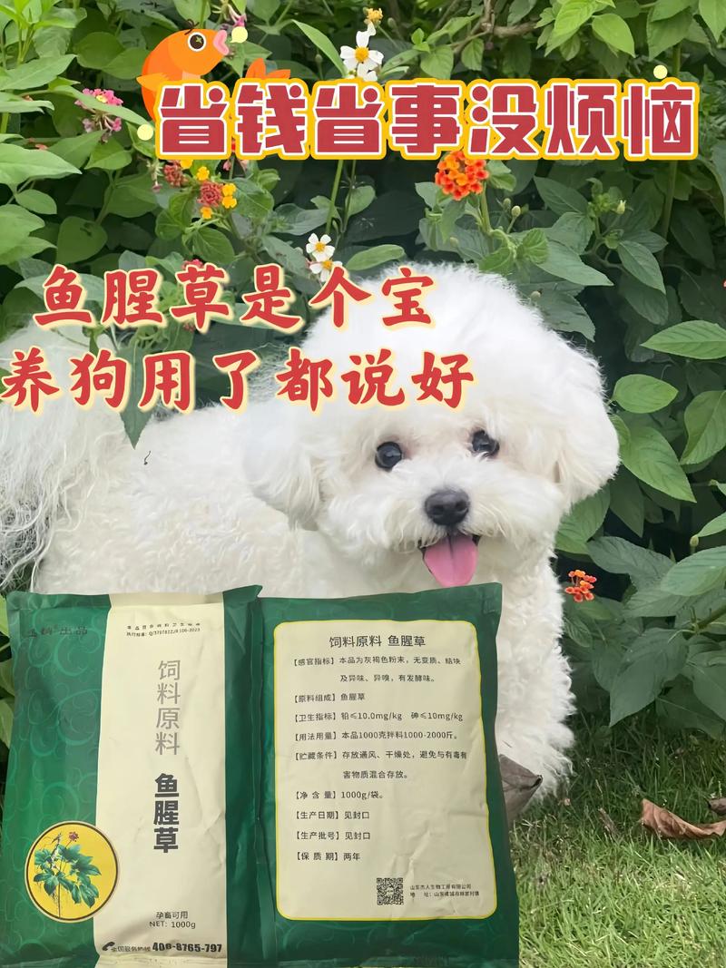 10斤的狗狗鱼腥草用多少