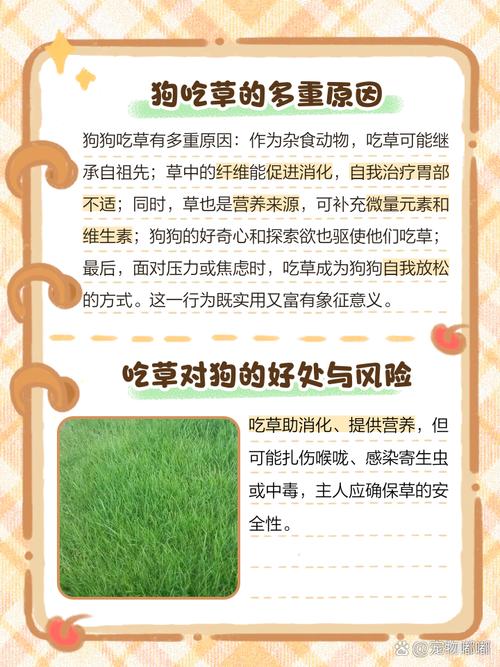 怀孕狗狗能吃鱼腥草吗