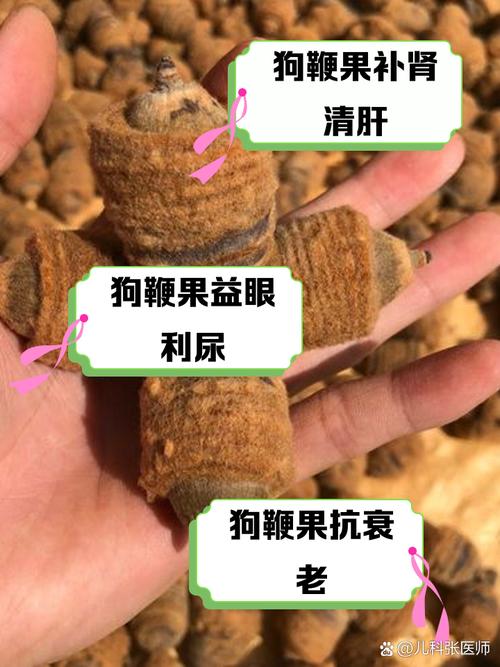 边牧能吃鱼腥草吗