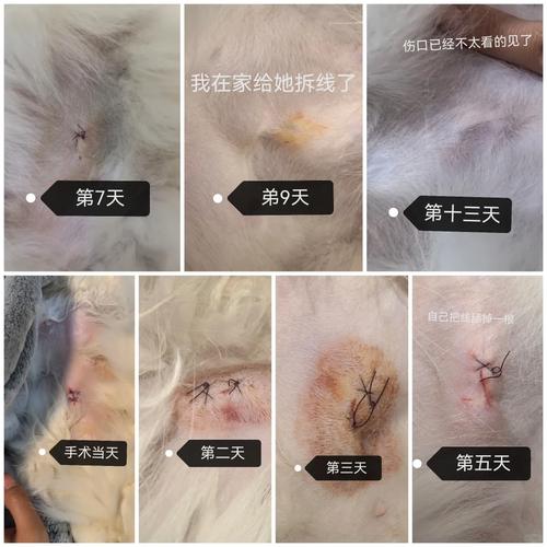 姐妹们,母猫绝育后的愈合过程中都有啥表现