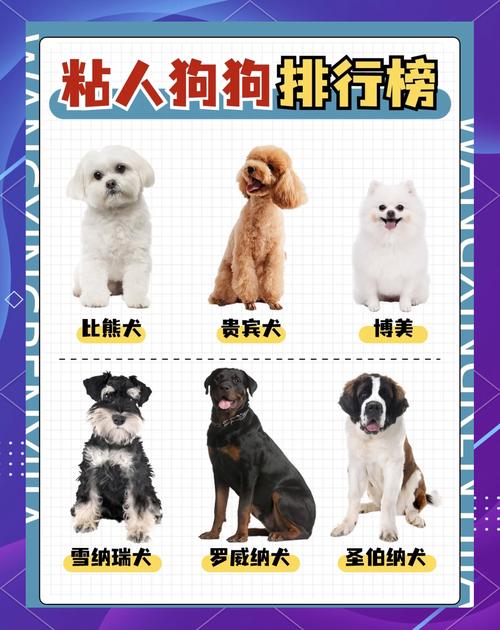 狗狗粘人程度排名是怎么样的?