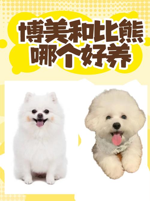 哪些品种的狗狗性格活泼粘人呢?