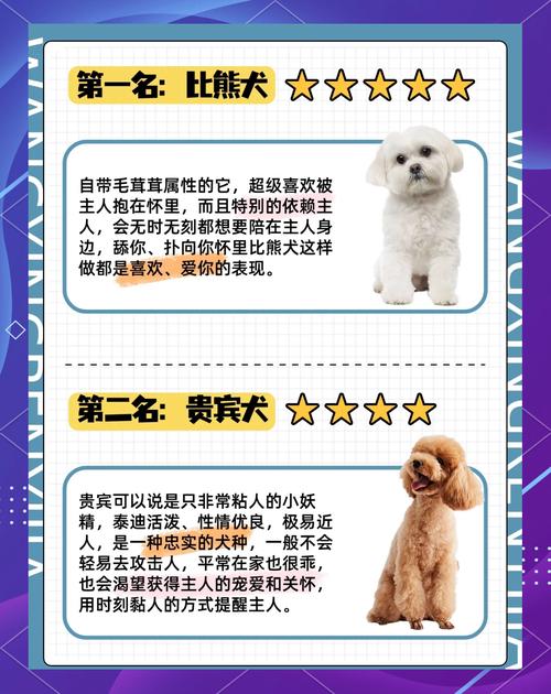 你家狗狗是“粘人精”还是“高冷王”?