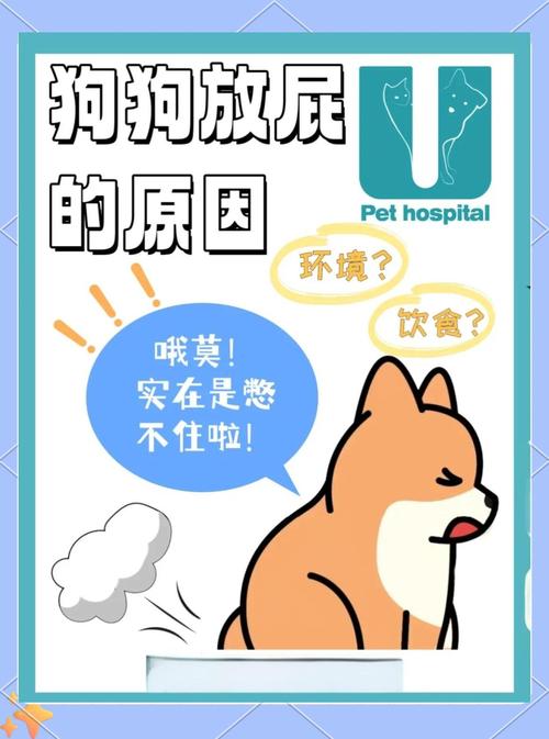 狗狗为什么总放臭屁,可能是这3个原因