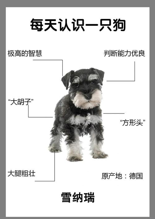 金毛最难养的阶段
