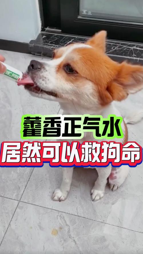 狗狗能喝藿香正气水吗