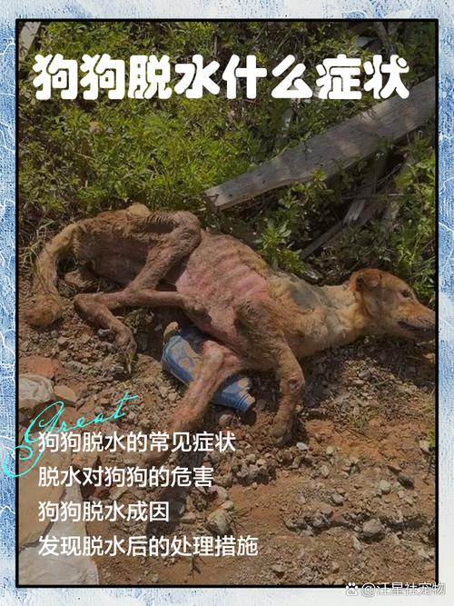 狗喝了藿香正气水死了
