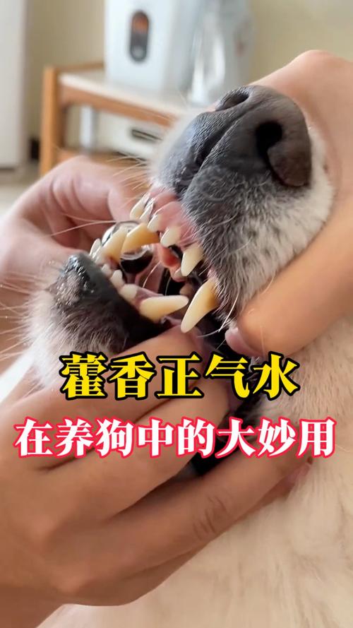 狗狗能吃藿香正气水吗