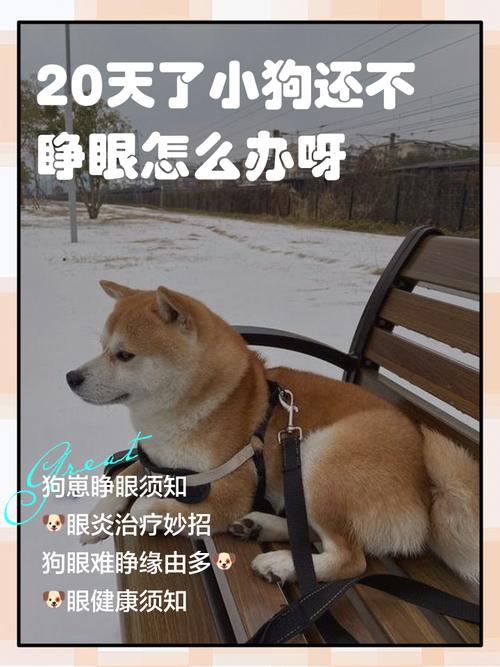 小狗出生以后,多久可以睁开眼睛?