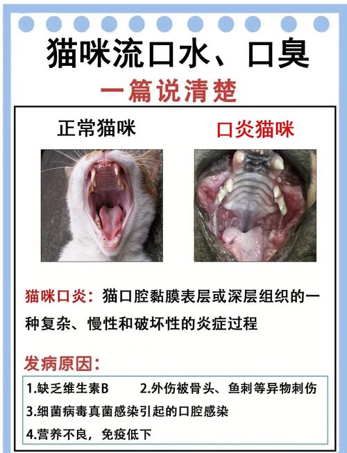猫猫流口水怎么办啊