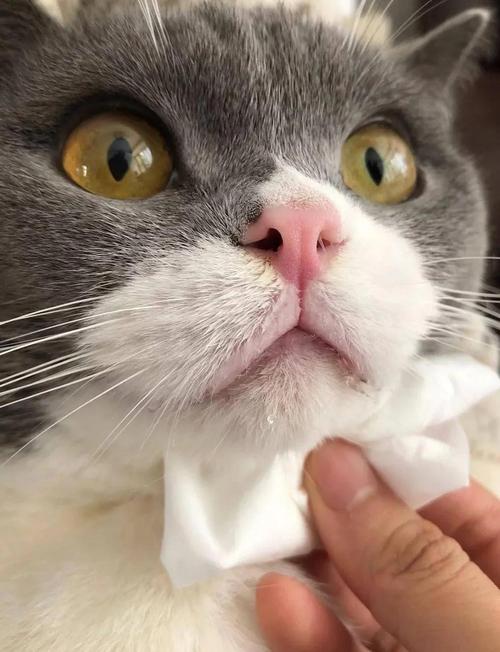猫猫流口水是怎么回事