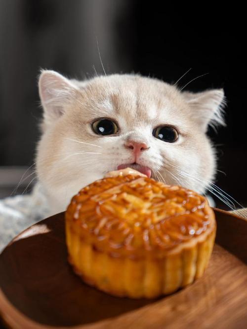 猫咪能吃月饼吗