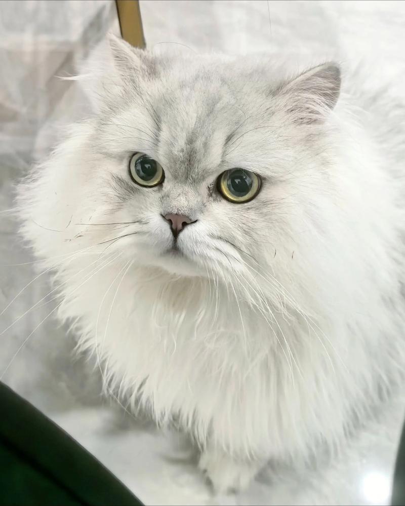 金吉拉猫能不能吃月饼