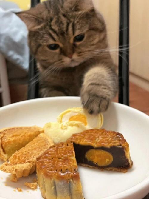 给猫儿子吃月饼欢度中秋