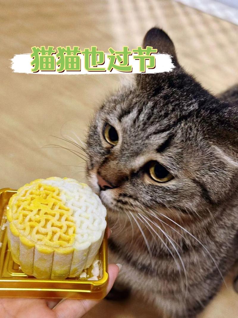 猫吃月饼吗