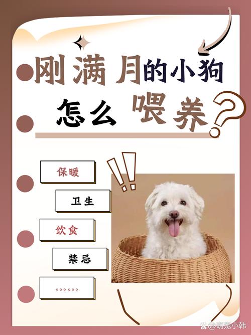 刚满月的狗狗怎么喂食