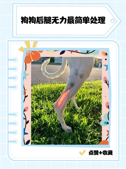 狗狗后腿无力一招恢复