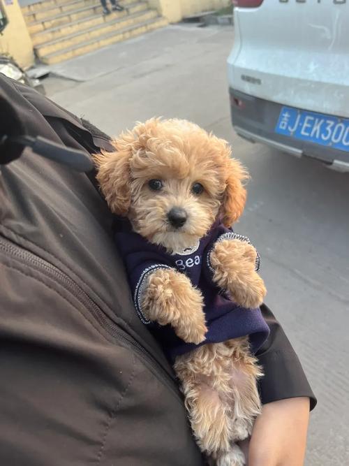 狗狗犬瘟后腿无力怎么治疗