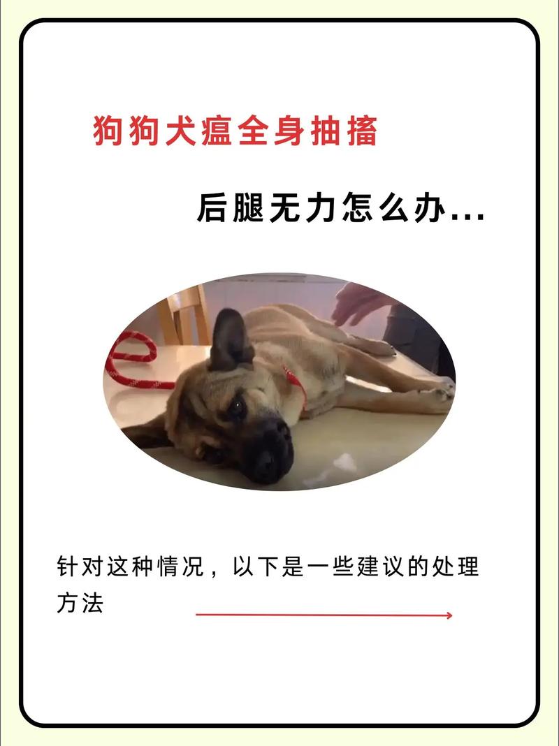 狗后腿无力走路晃悠怎么治疗好
