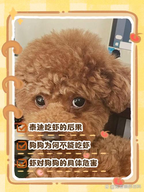 小泰迪能吃虾肉吗