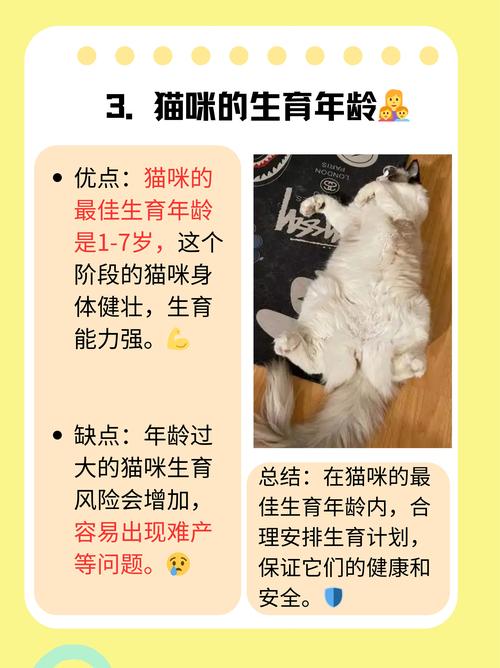 猫咪几个月生宝宝
