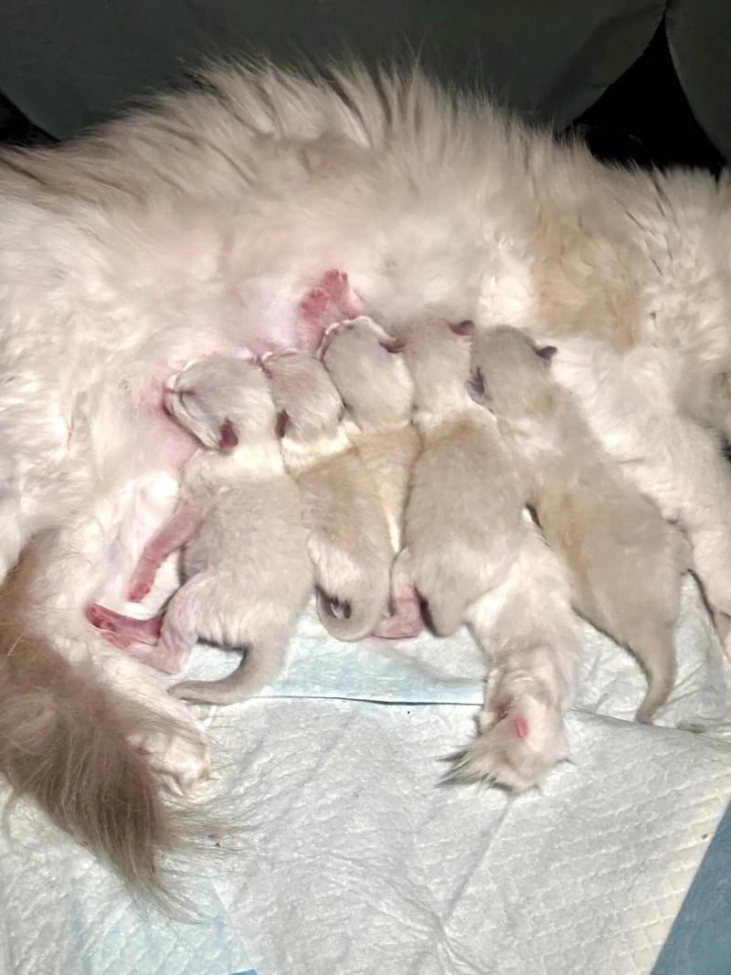 猫咪怀孕几个月才生宝宝