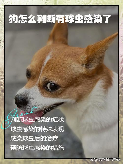 狗狗球虫病症状及治疗