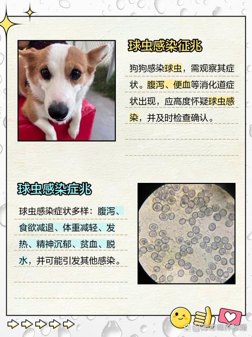 狗狗球虫的征兆