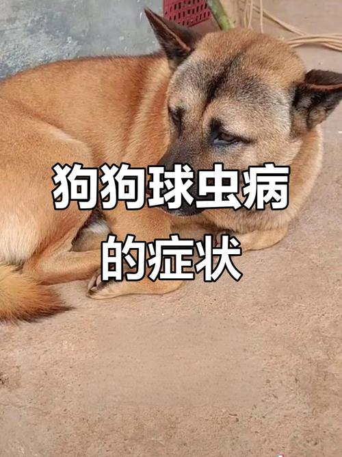 狗狗球虫病有什么症状?