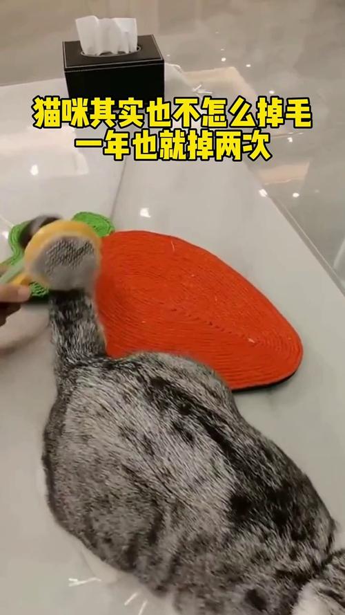 猫咪一年掉几次毛