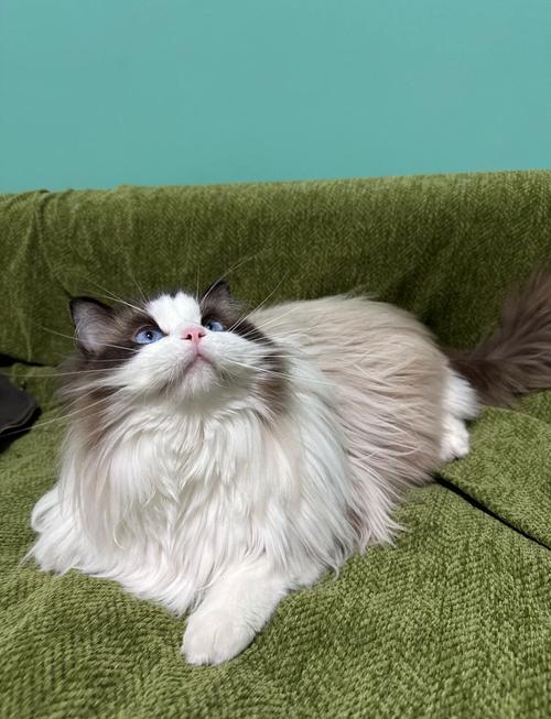 猫咪多大就不掉毛了