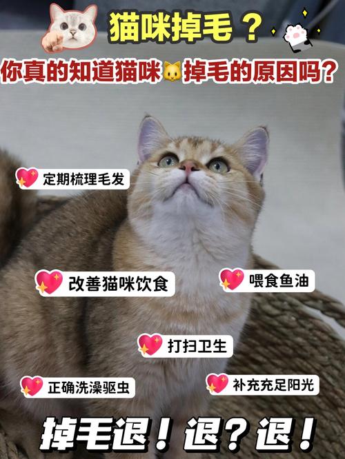 猫咪换毛期一般在什么时候