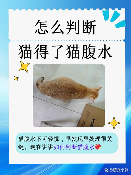 猫腹水临死前什么症状