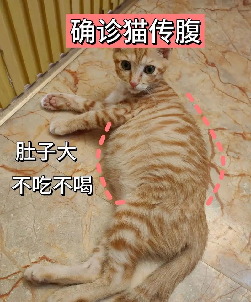 注意了!如果发现猫咪腹水是什么症状?