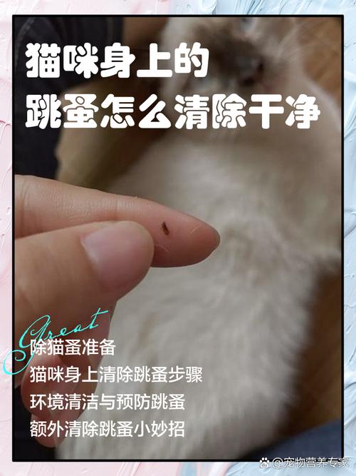 猫身上的跳蚤怎么杀死?