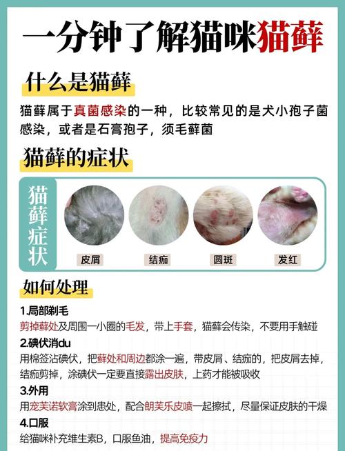 小猫有奶藓要不要买,买了有奶癣的小猫怎么办??