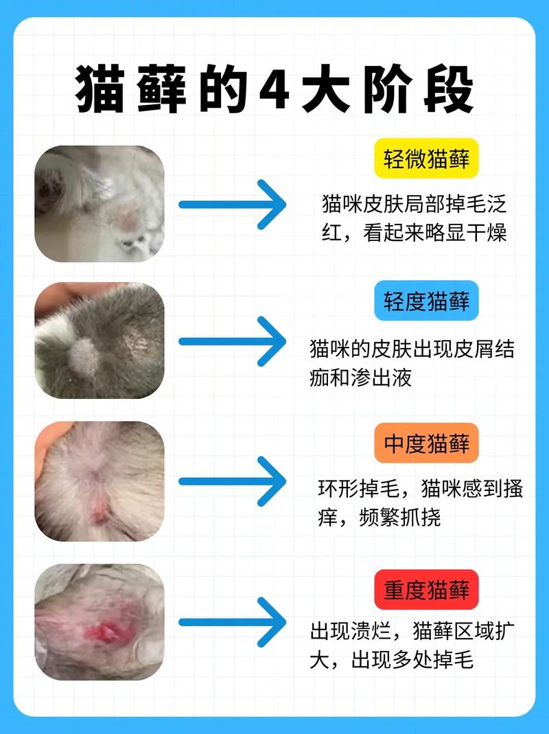 猫奶藓是因为什么造成的