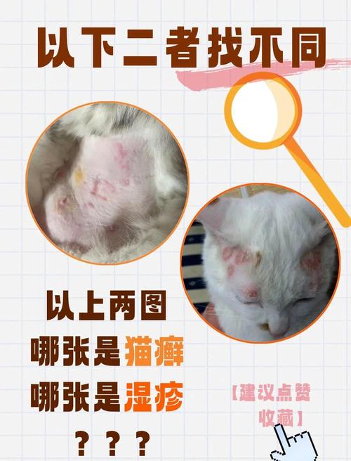 幼猫奶藓防治,新手铲屎官们必看