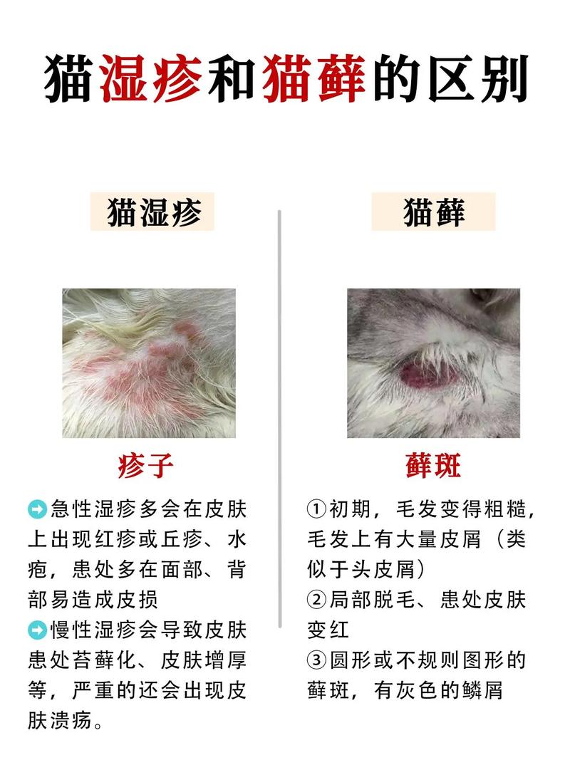 猫奶癣和猫癣怎么区分