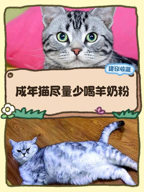 小猫不喝羊奶粉怎么办