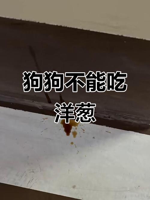圆葱狗狗能吃吗