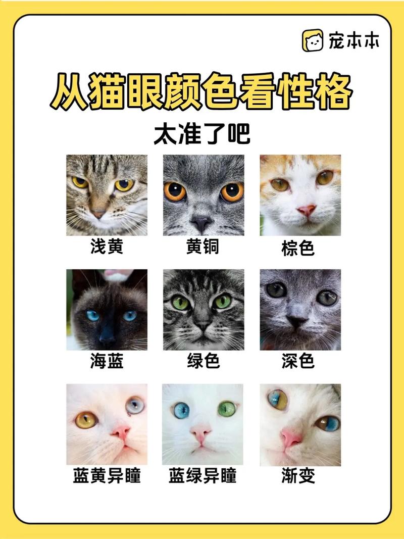 为什么猫咪眼睛的颜色各不相同?