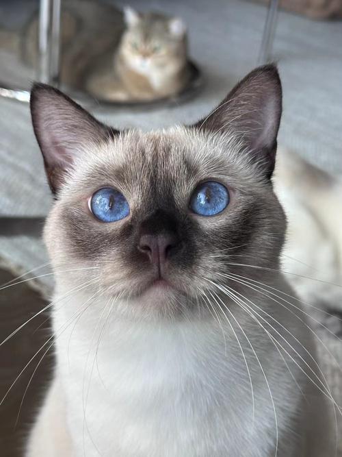 蓝猫眼睛什么颜色的最纯