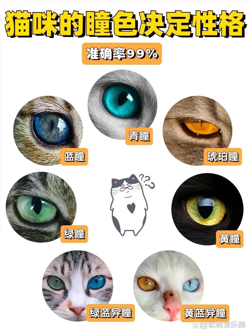 猫的眼睛有几种颜色