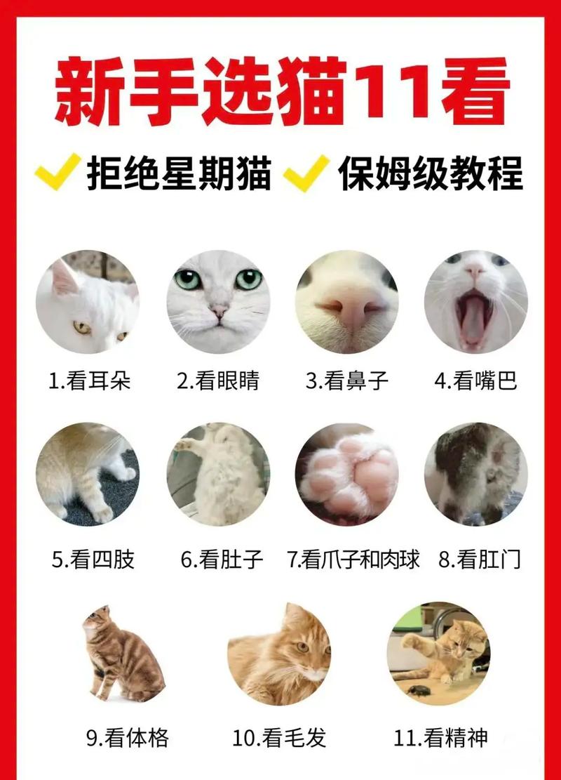 如何判断猫咪的身体是否健康呢?