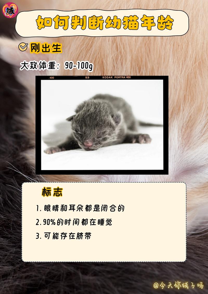 捡来的猫怎么判断它是否健康?